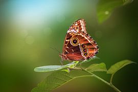 Blauwe Morpho Vlinder sur Tim Abeln