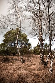 nature in the netherlands 5 by Zoë Kouijzer