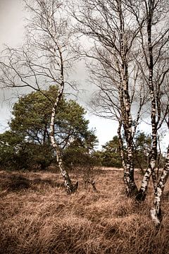 nature in the netherlands 5