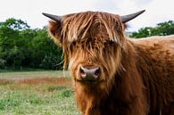 Schotse hooglander koe van Rick Van der bijl thumbnail