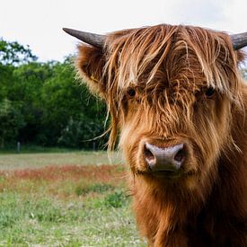 Vache Highlander écossaise sur Rick Van der bijl