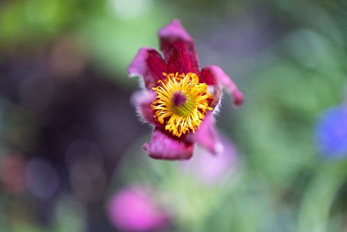 De eerste bloemen in de tuin in het Emsland
