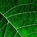 LEAF STRUCTURE GREENERY no2 by Pia Schneider thumbnail