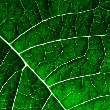 LEAF STRUCTURE GREENERY no2