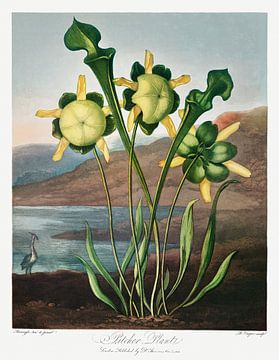 Bekerplant uit The Temple of Flora (1807) van Robert John Thornton. van Frank Zuidam
