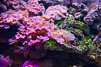Beautiful colorful fish in the aquarium