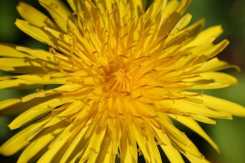 Le beau jaune n'est pas laid : le pissenlit