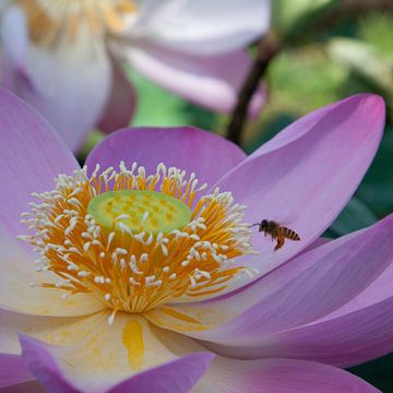 Roze Lotusbloem met bij van Andre Jansen