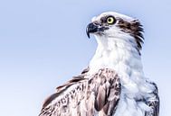 The Osprey by Hennie Zeij thumbnail