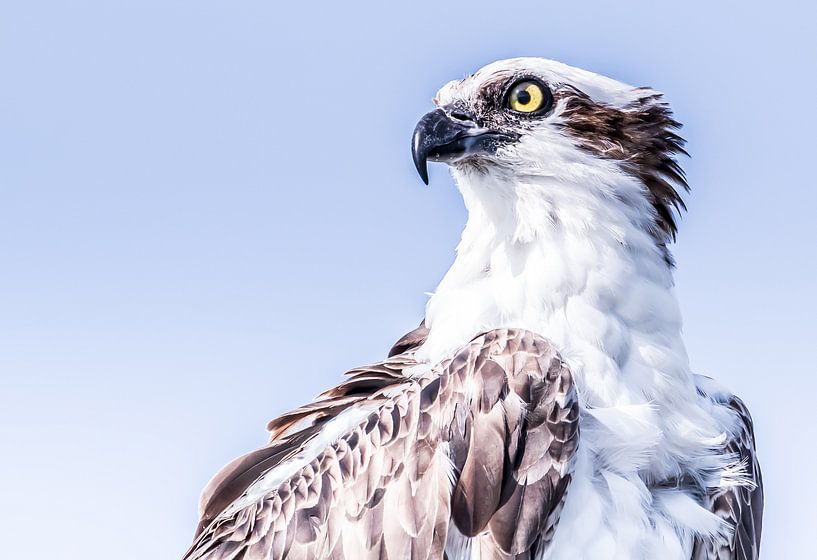 The Osprey by Hennie Zeij