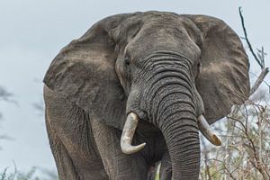 Elefant von John van Weenen