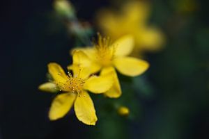 Abstrakte Makroaufnahme von Staubgefäßen in der gelben Blüte von Hypericum perforatum (Johanniskraut