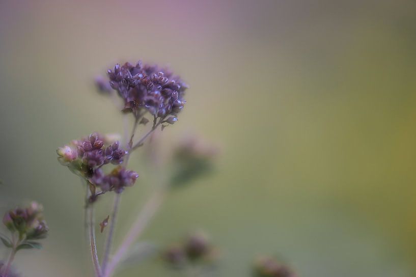 Blume Teil 24 von Tania Perneel