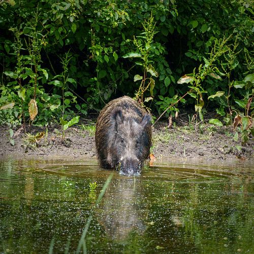 Drinking wild boar