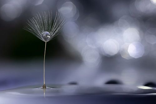 Paardenbloempluis met waterdruppel grijs-blauw