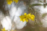 fleurs jaunes, jasmin d'hiver