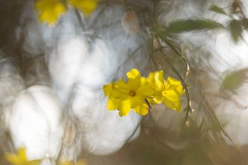 yellow flowers, winter jasmine by Steffi Hommel