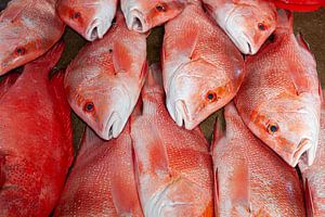 Red Snapper auf einem Fischmarkt
