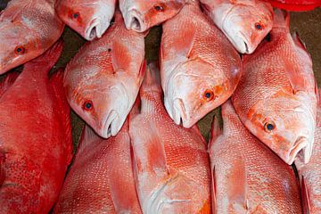 Rode snapper op een vismarkt van Tilo Grellmann
