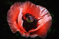 Coquelicot  ( klaproos ) van Yvonne Blokland thumbnail