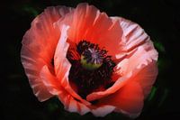 poppie