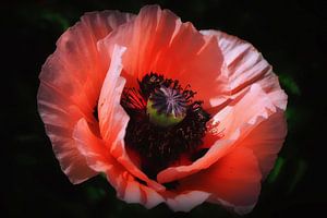 Coquelicot (coquelicot) sur Yvonne Blokland