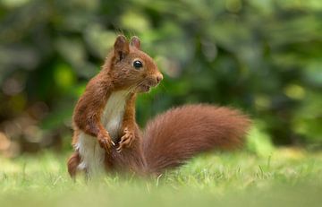 Red Squirrel by Menno Schaefer