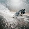 chien de surf sur Kim van Beveren