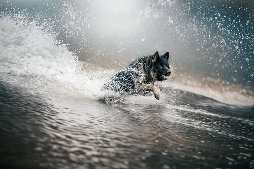 chien de surf sur Kim van Beveren