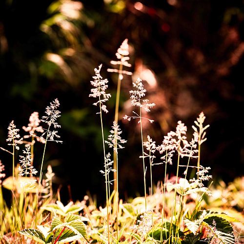 Projekt Noonlight – Yorkshire Fog