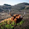 Schotse Hooglanders in de duinen van Sjoerd van der Hucht