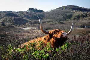 Schottische Highlander in den Dünen