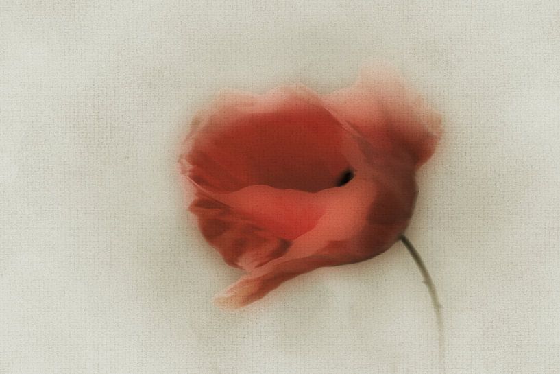 poppy in the wind by Yvonne Blokland