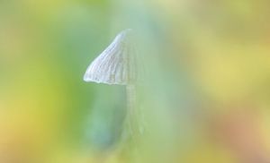 Moody mushroom by Ilya Korzelius