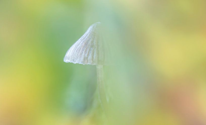 Champignon de nuit par Ilya Korzelius
