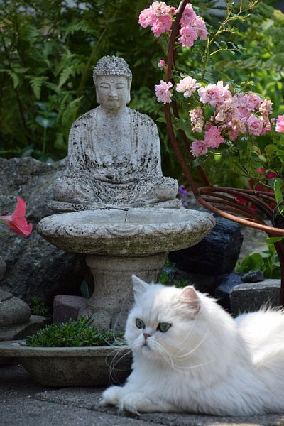 kat poseert met boeddha van Petra van Engelenburcht
