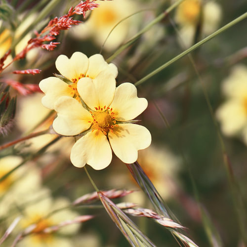 Wildflowers
