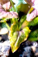 Macro foto van een paars groene plant met waterdruppels