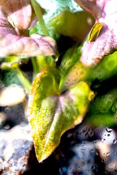 Macro foto van een paars groene plant met waterdruppels van Robrecht Kruft