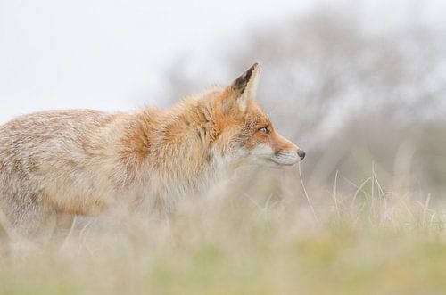 Vos - "Spring is in the Air"