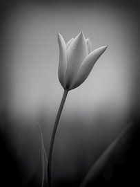 Tulip in Soft Light No. 8