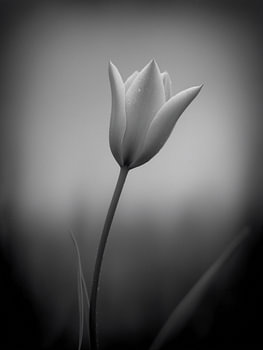 Tulpe im sanften Licht Nr. 8