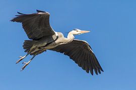 Reiger in volle vlucht von Nancy Bogaert