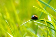 Lieveheersbeestje op een grasspriet van Brigitte Blaauw thumbnail