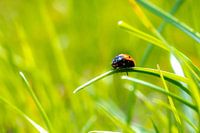 Lieveheersbeestje op een grasspriet