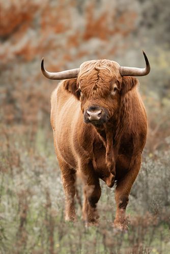 Scottish highlander bull enveloped in autumn colours