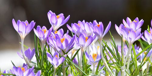 De eerste krokussen in de tuin