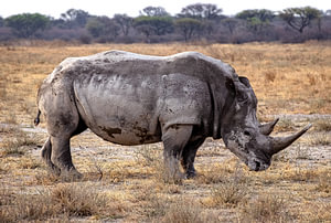 Breitmaulnashorn