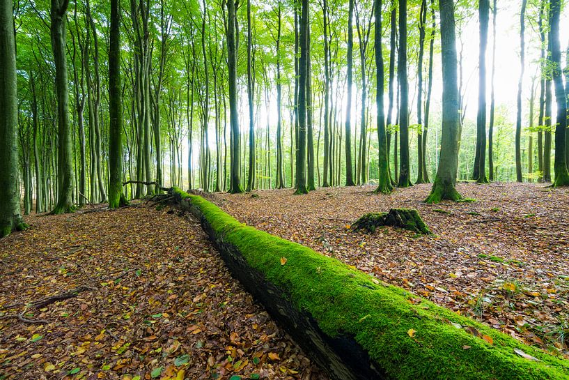 Beukenbos op het eiland Rügen van Martin Wasilewski