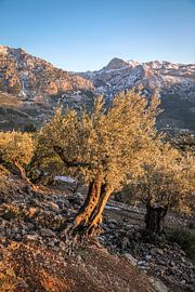 Olive trees near the village of Fornalutx in the evening light, Mallorca by Christian Müringer